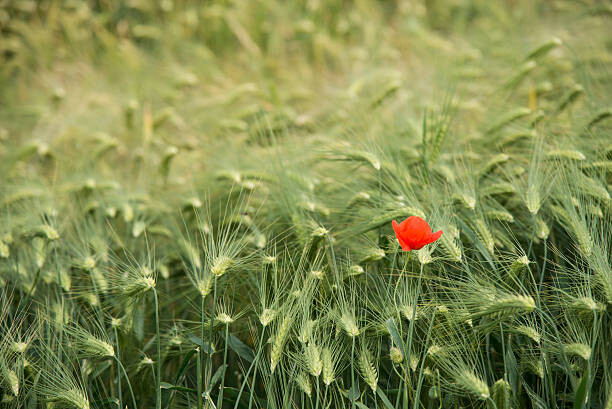 Poster Lonely poppy in a wheat field