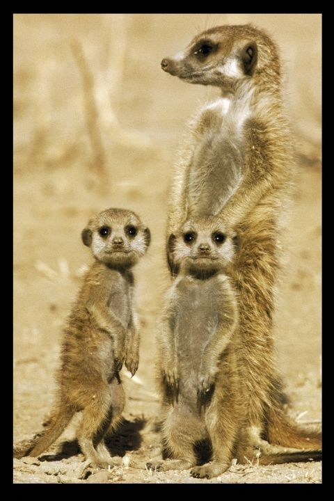 Плакат Meerkats