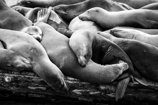 Poster Multiple sleeping sea lions on a