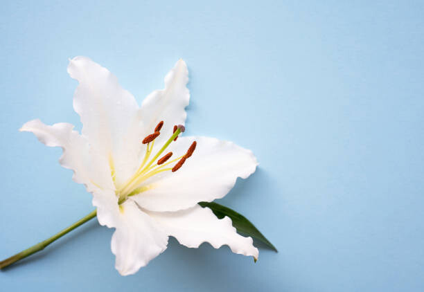 Poster One Easter lily white flower over blue background