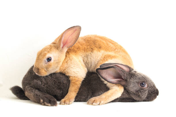 Poster orange, brown and gray rex rabbits