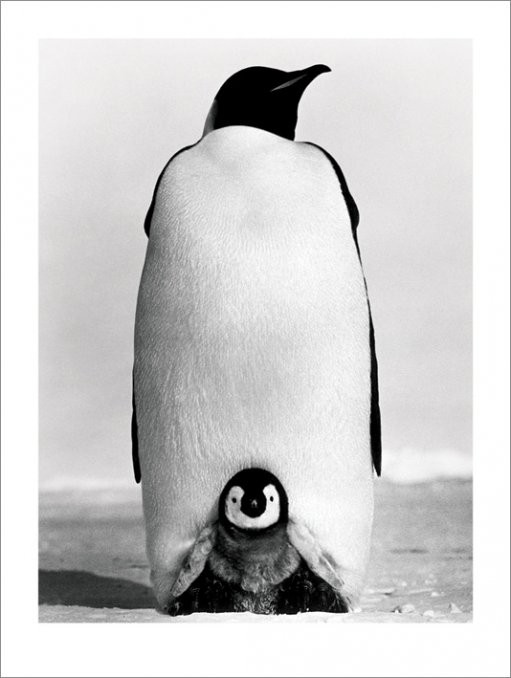 Kunstdruck Pinguin Baby Penguin Bei Europosters