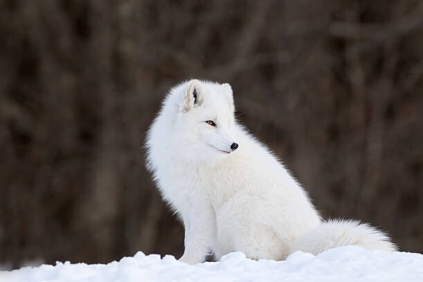 Poster Portrait of Arctic Fox