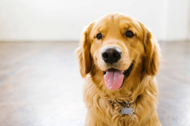 Poster Portrait of golden retriever