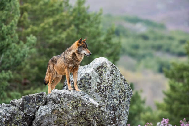 Poster Side view of squirrel on rock,Puebla
