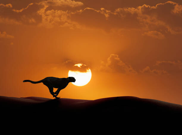 Poster Silhouette of cheetah running in desert