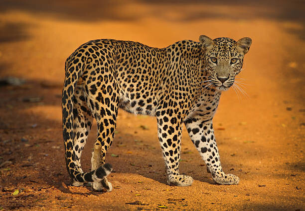 Poster Sri Lankan Leopard