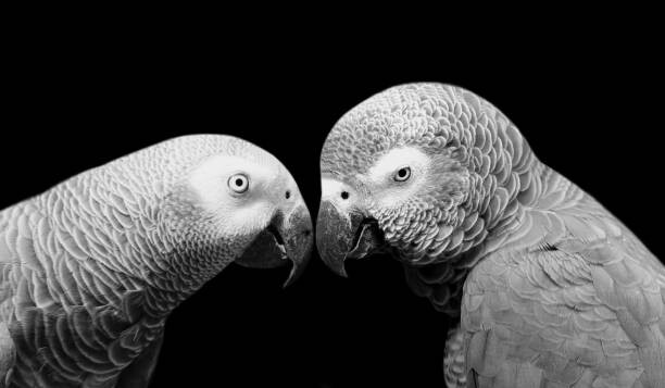 Póster Two Beautiful Big Grey Parrot Closeup