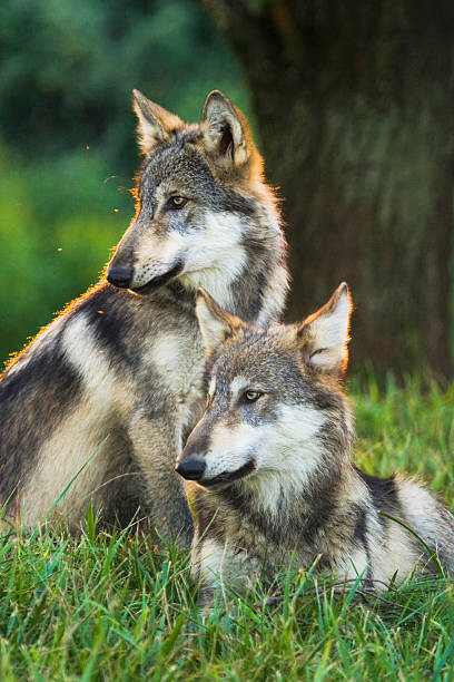 Poster Two Gray Wolves (Canis lupus) Indiana, USA