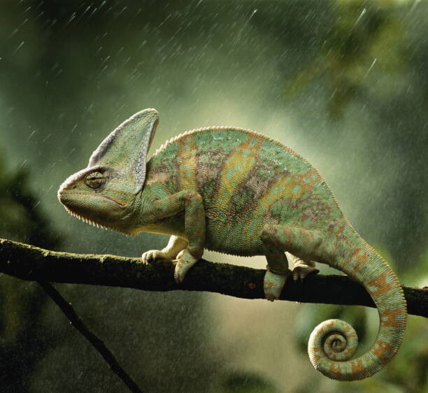 Póster Veiled chameleon  on branch during