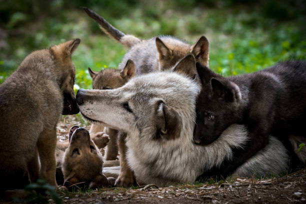 Poster Wolf with litter of playful cubs