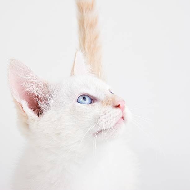 Poster Young cat looking up