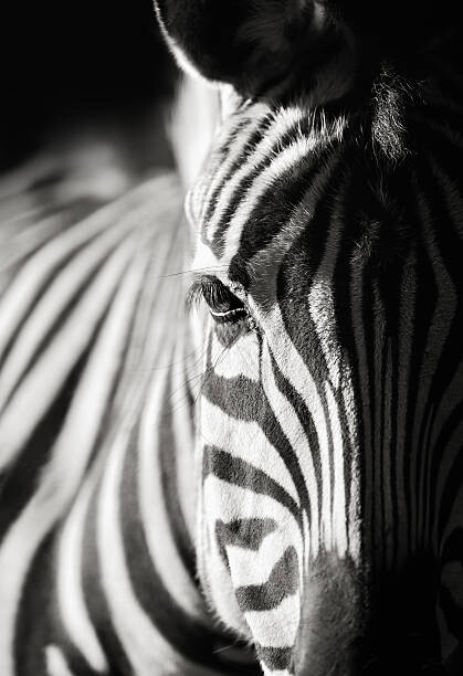 Poster zebra close-up