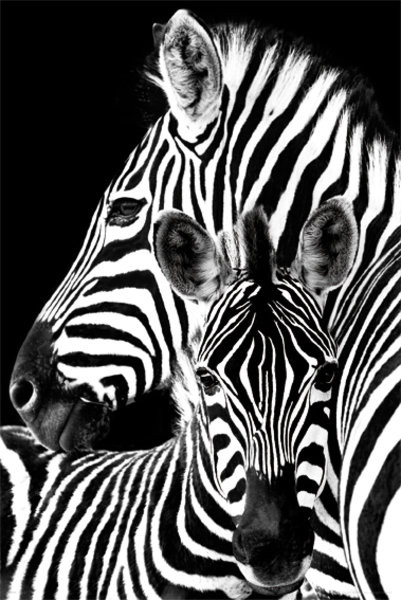 Плакат Zebra