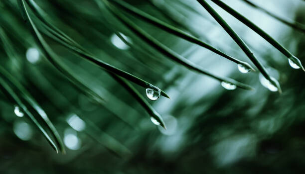 Sticker Raindrops on a pine needle