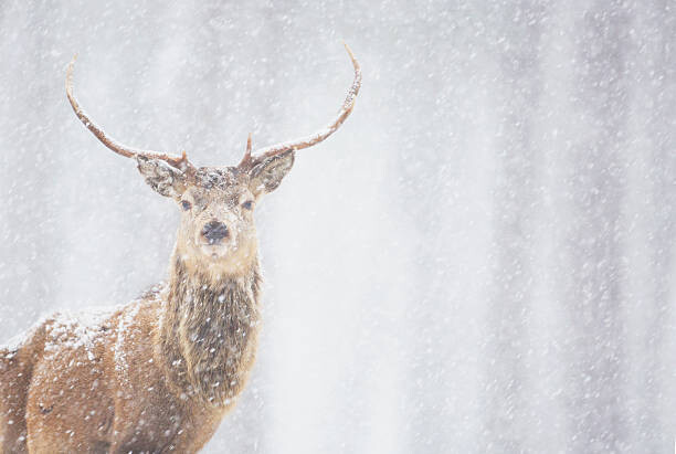 Samolepka Red deer Cervus elaphus, stag in winter, Scotland