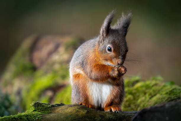 Sticker Red squirrel feeding