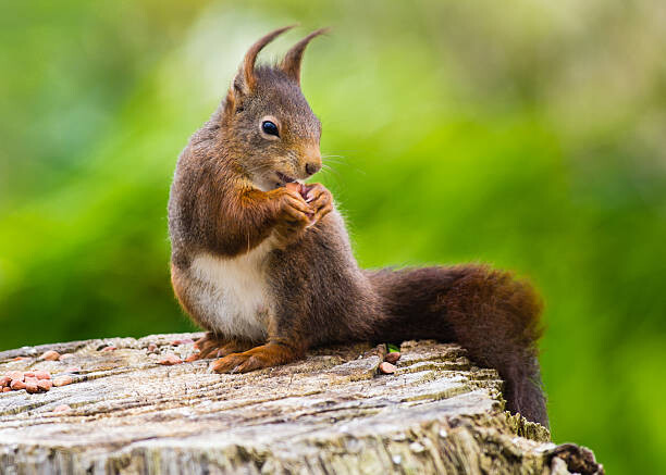 Sticker Red Squirrel (Sciurus vulgaris)