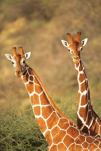 Samolepka Reticulated giraffes