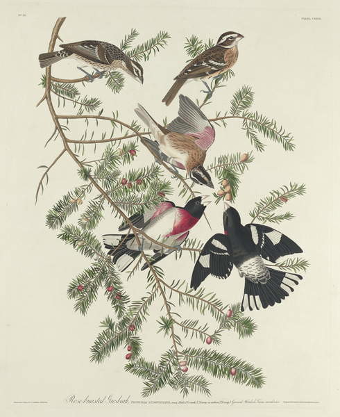 Samolepka Rose-breasted Grosbeak, 1832