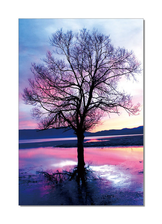 Obraz Růžový strom