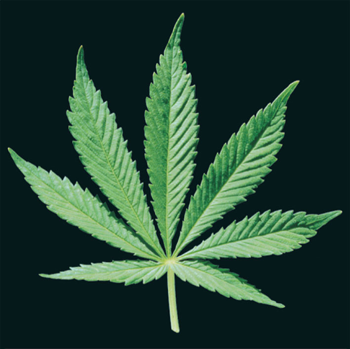 cannabis-leaf-i7592.jpg