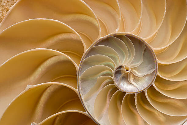 Sticker Seashell - Chambered Nautilus Shell Detail.