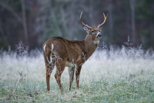 Samolepka Side view of white standing on