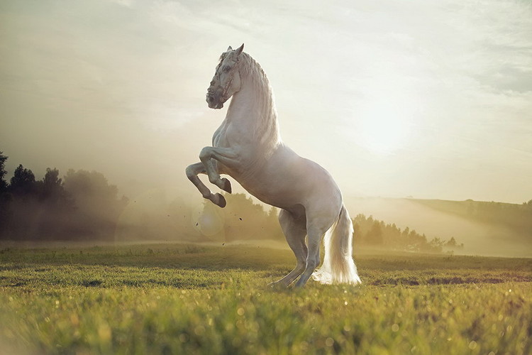 Obraz Horse - White Proud Horse