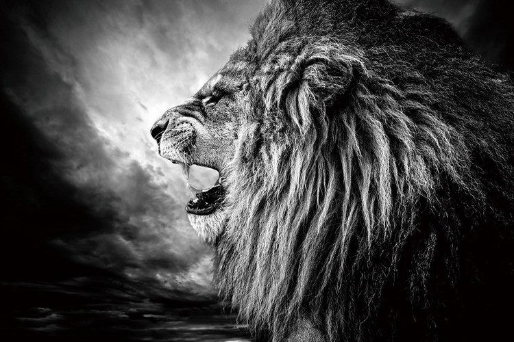 Skleněný Obraz Lev - Lví hlava v noci