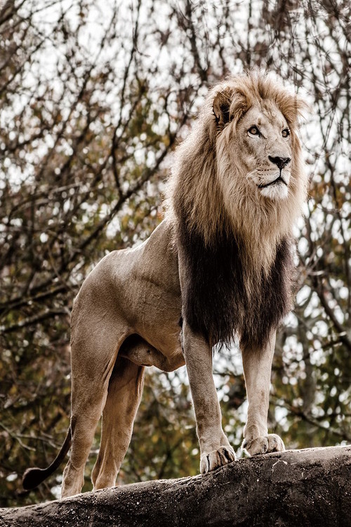 Obraz Lion - King of Animals