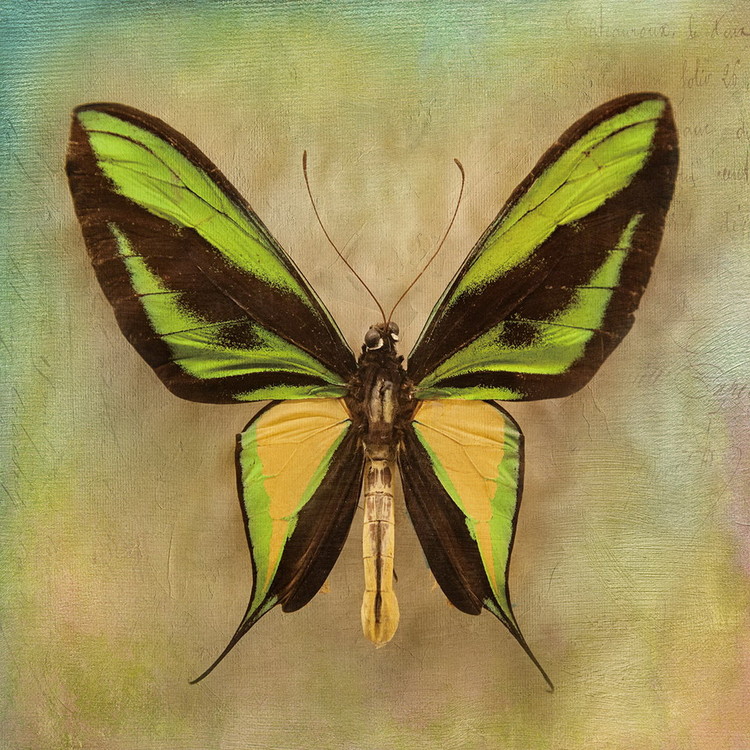 Skleněný Obraz Motýl - Zelený