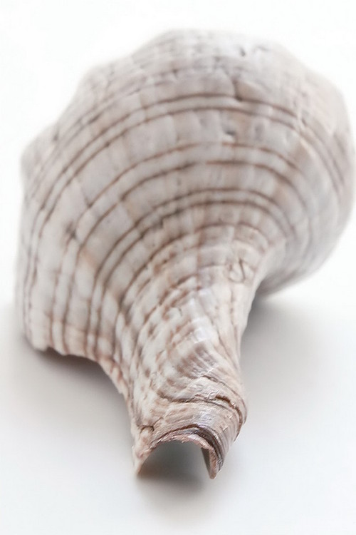 Skleněný Obraz Mušle - Zadní strana