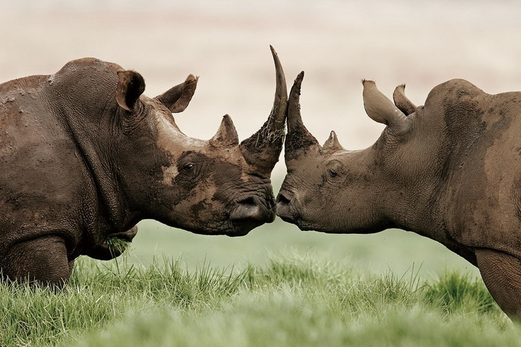Skleněný Obraz Nosorožci - Láska