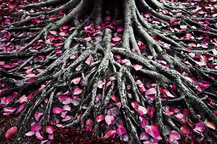 Skleněný Obraz Pink World - Růžové kořeny