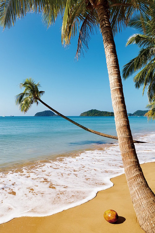 Skleněný Obraz Sen - Palmová pláž