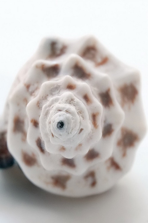 Obraz Shell - Front