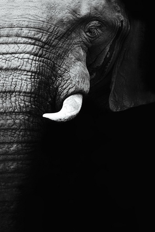 Skleněný Obraz Slon - b&w