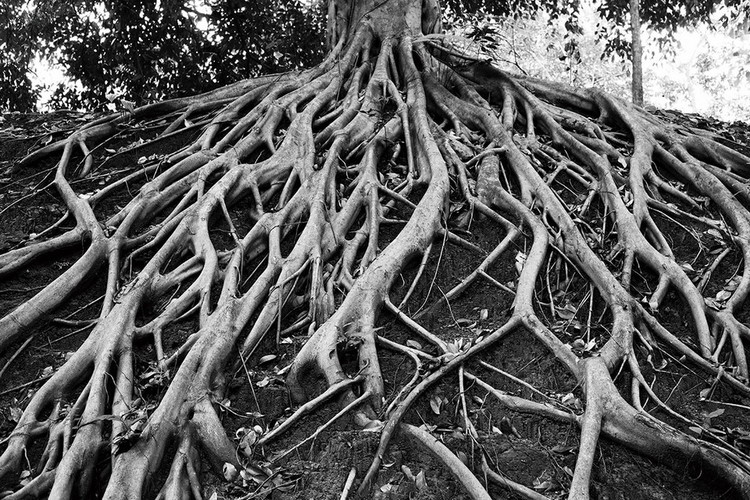 Skleněný Obraz Strom - b&w kořeny