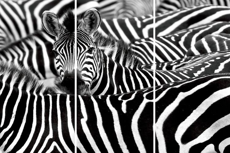 Skleněný Obraz Zebra - Mnoho zeber