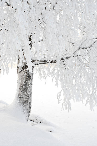 Samolepka Snow and frost covered birch tree on riverbank