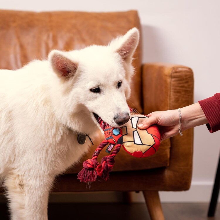 Iron man outlet dog toy