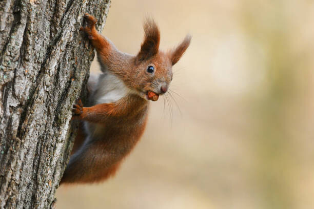 Sticker Squirell