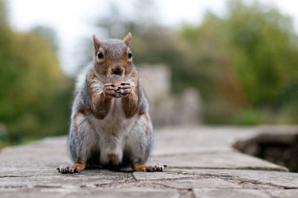 Sticker Squirell