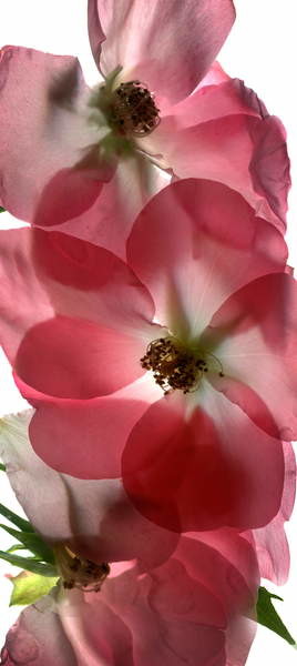 Quadro su tela Alice Rose Trio, 2014,