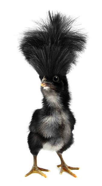 Quadro su tela Crazy black chick with ridiculous hair
