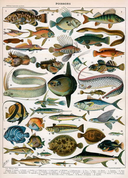 Quadro su tela Decorative Print of 'Poissons' by Demoulin, 1897