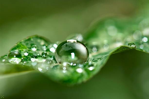 Quadro su tela Dewy Leaf