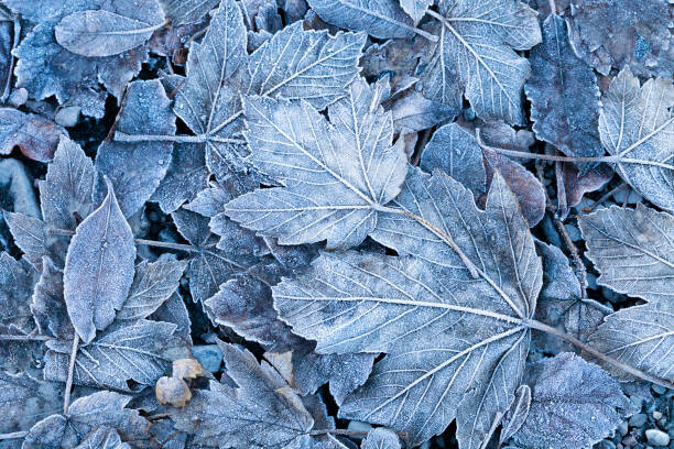 Quadro su tela Frosty autumn leaves background