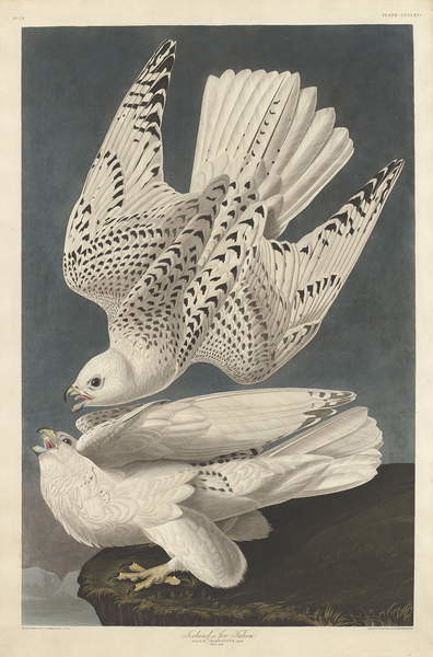 Quadro su tela Iceland or Jer Falcon, 1837